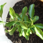Thumbnail of post image 057